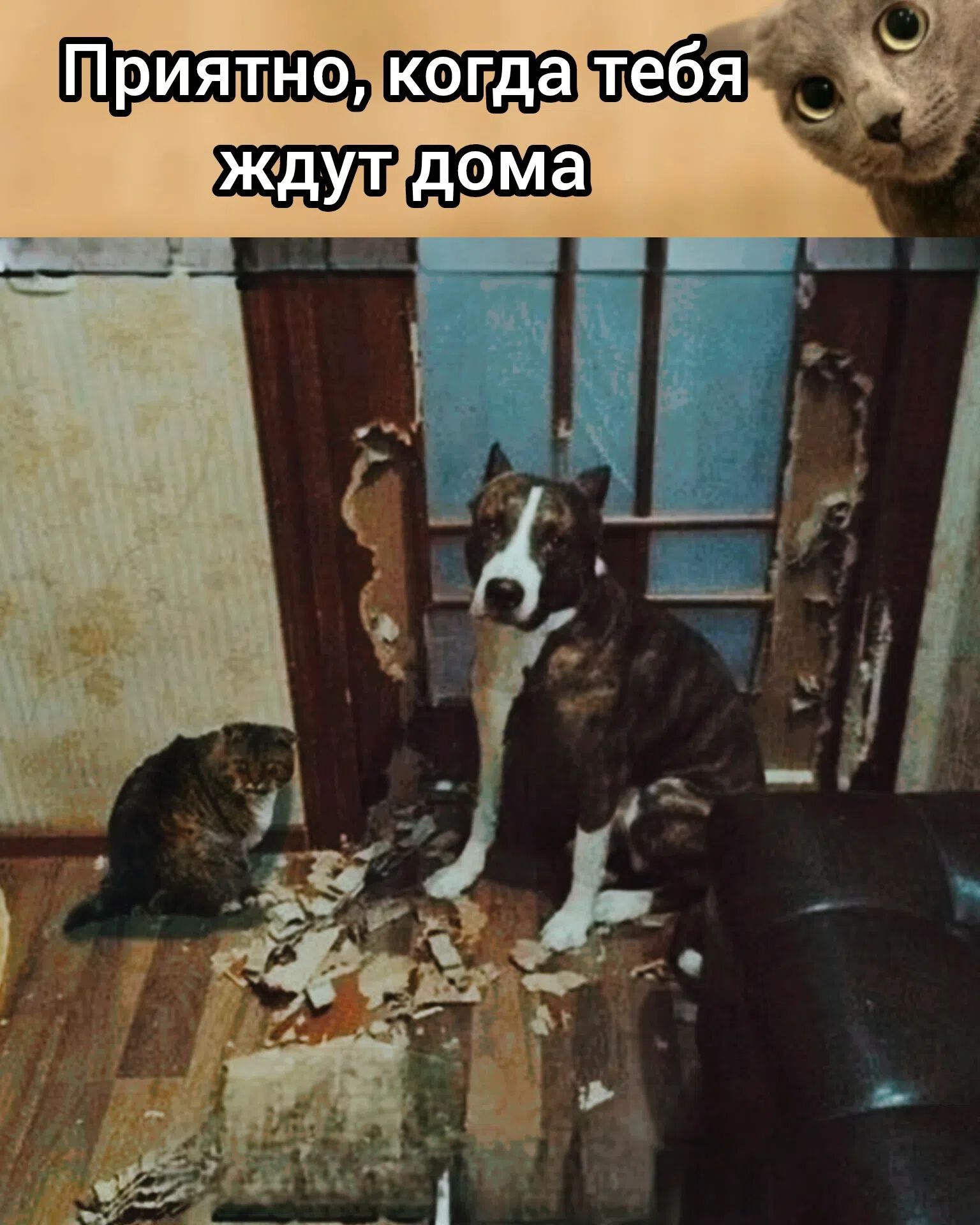 Приятно, когда тебя ждут дома. Собака и кот сидят в комнате с разгромленной дверью и мусором на полу.