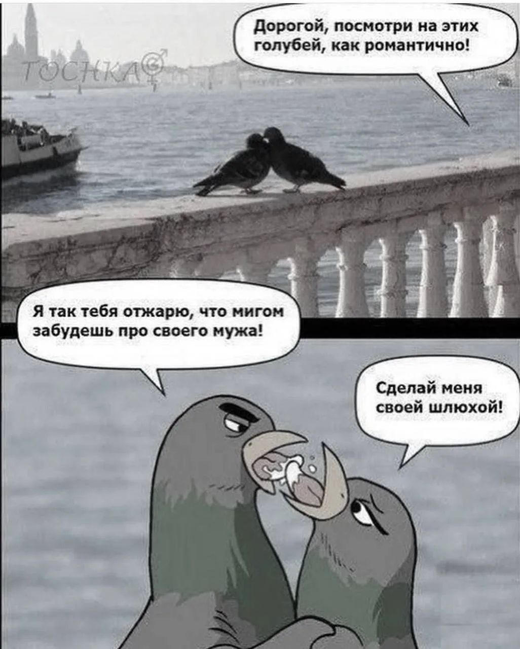 Дорогой, посмотри на этих голубей, как романтично! Я так тебя отжарю, что мигом забудешь про своего мужа! Сделай меня своей шлюхой!