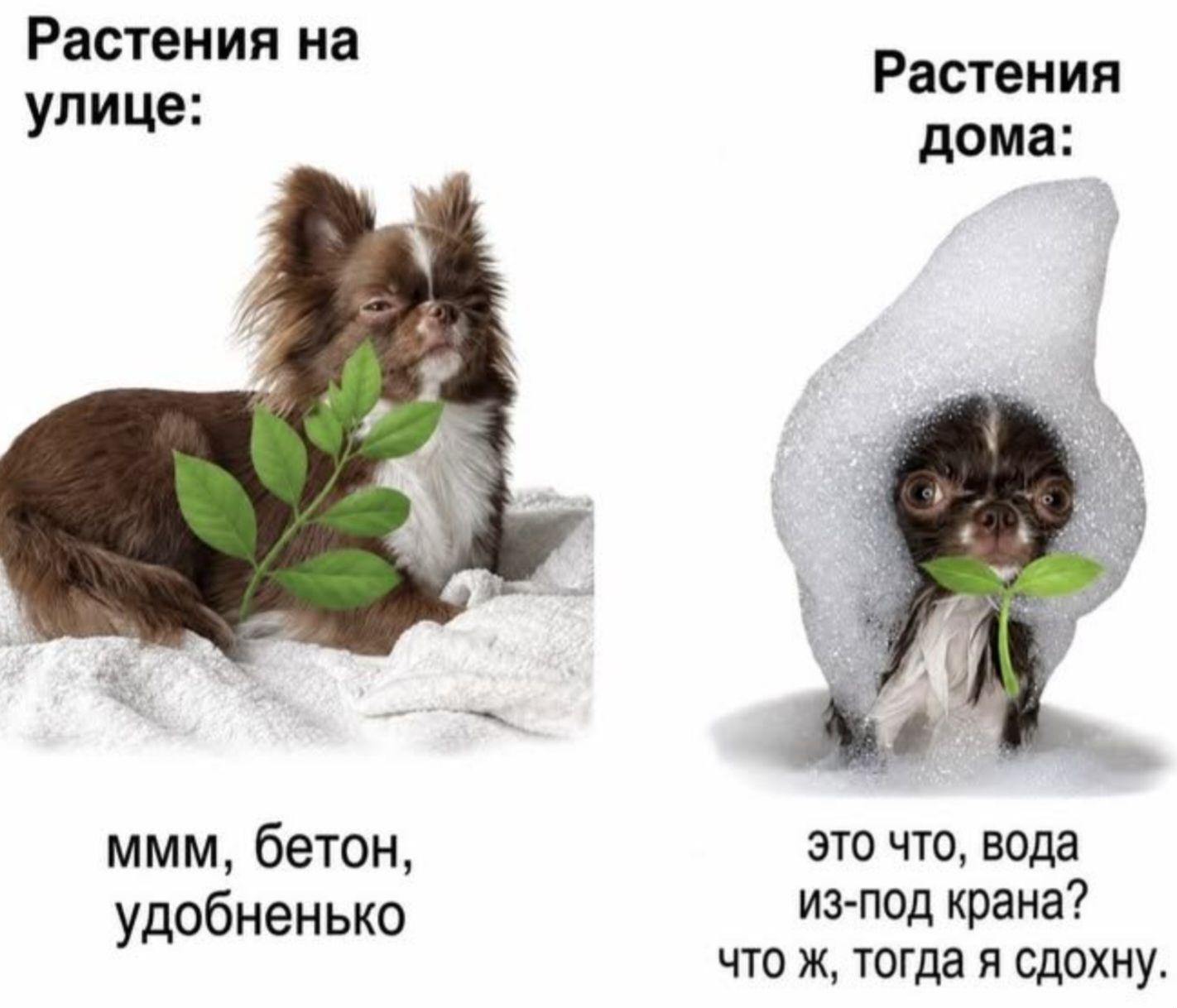 Растения на улице: ммм, бетон, удобненько Растения дома: это что, вода из-под крана? что ж, тогда я сдохну.