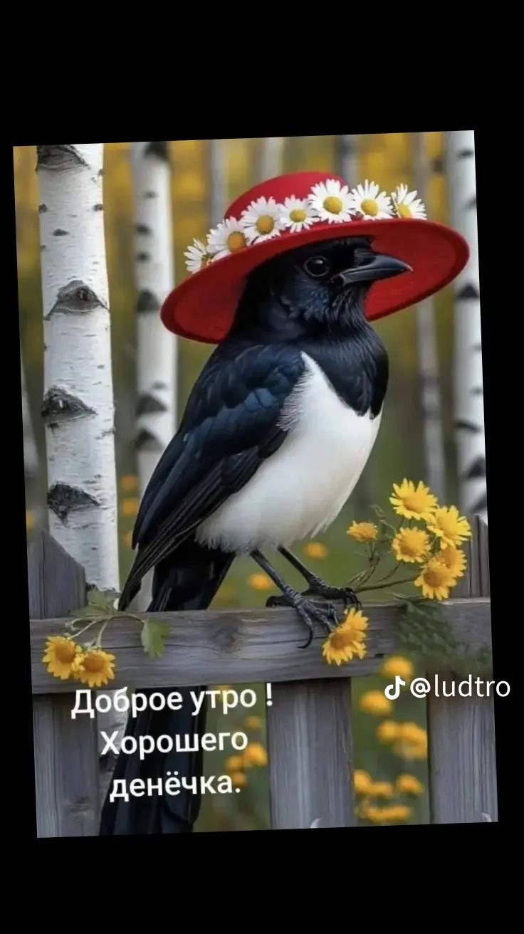 Доброе утро! Хорошего денёчка.