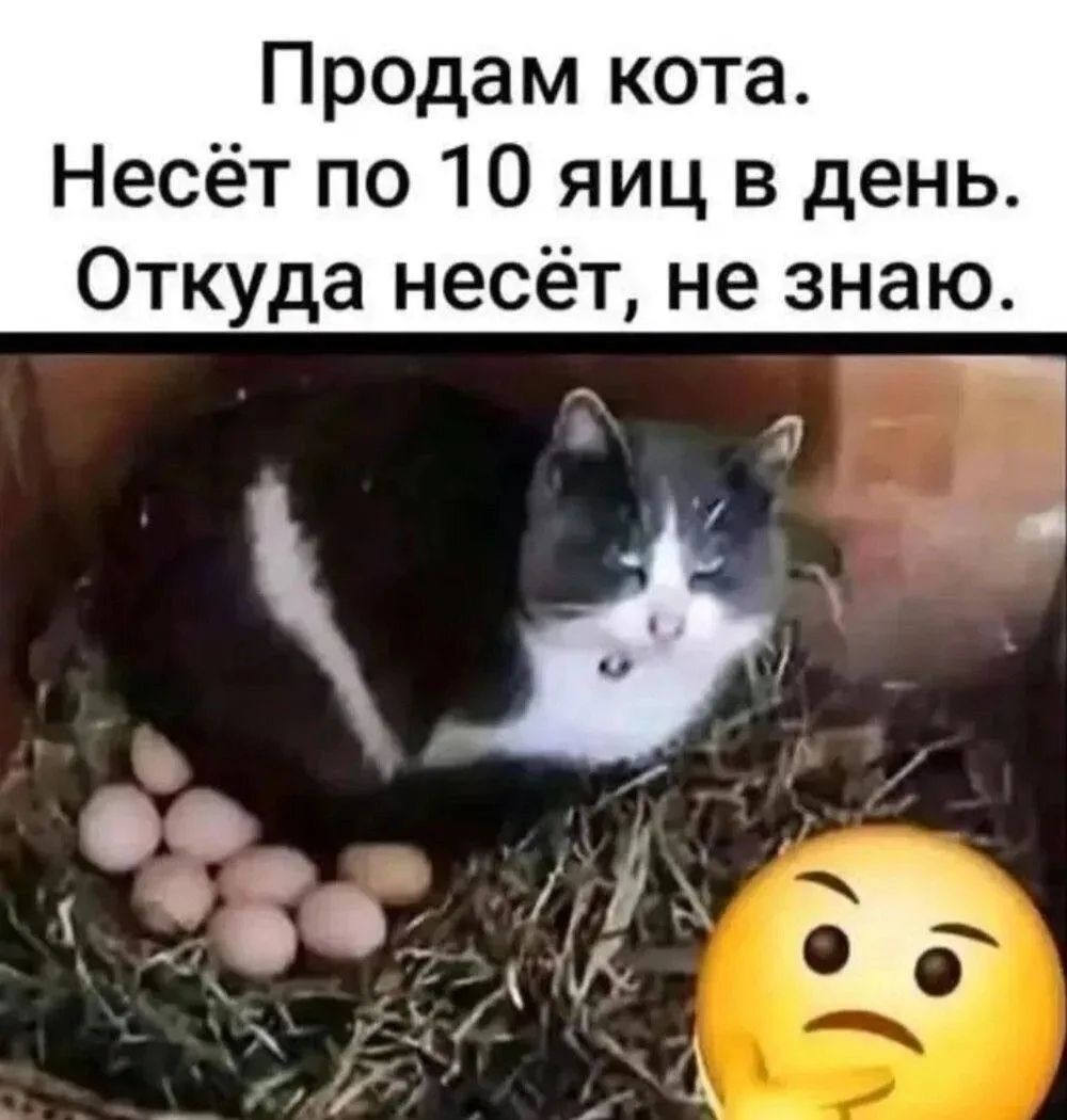 Продам кота. Несёт по 10 яиц в день. Откуда несёт, не знаю.