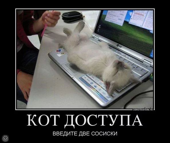 КОТ ДОСТУПА ВВЕДИТЕ ДВЕ СОСИСКИ