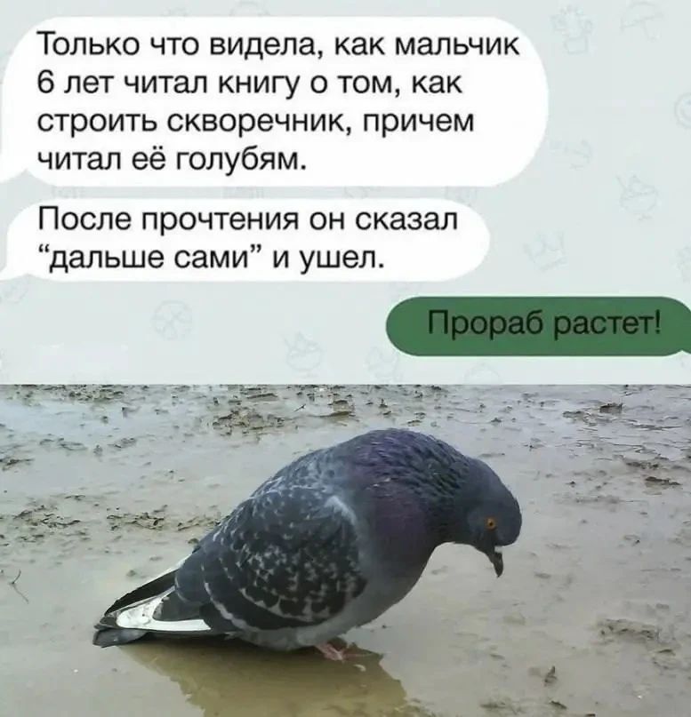 Только что видела, как мальчик 6 лет читал книгу о том, как строить скворечник, причем читал её голубям. После прочтения он сказал “дальше сами” и ушел. Прораб растет!