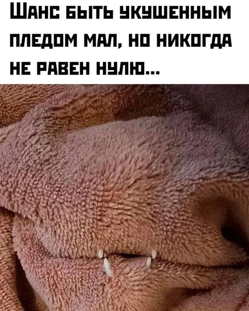 Шанс быть укушенным пледом мал, но никогда не равен нулю...