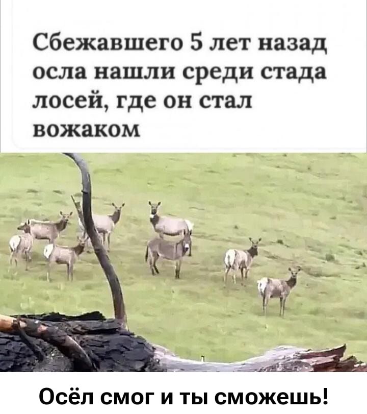 Сбежавшего 5 лет назад осла нашли среди стада лосей, где он стал вожаком. Осёл смог и ты сможешь!