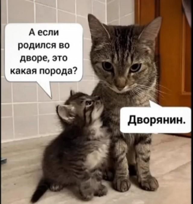 А если родился во дворе, это какая порода? Дворянин.
