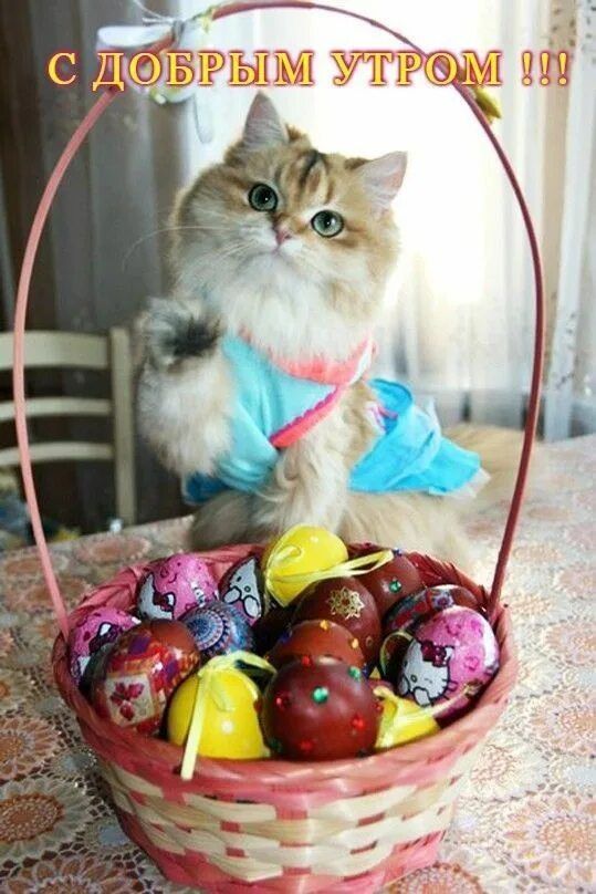 С ДОБРЫМ УТРОМ !!!