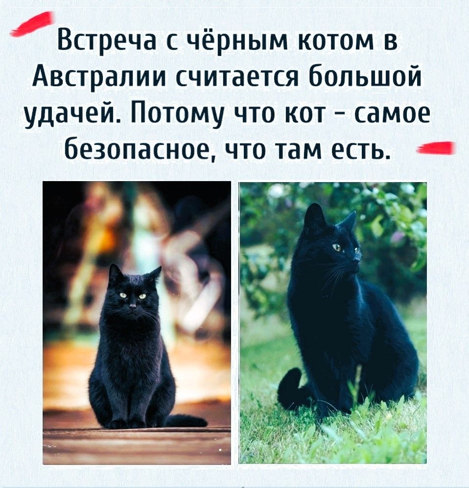 Встреча с чёрным котом в Австралии считается большой удачей. Потому что кот - самое безопасное, что там есть.