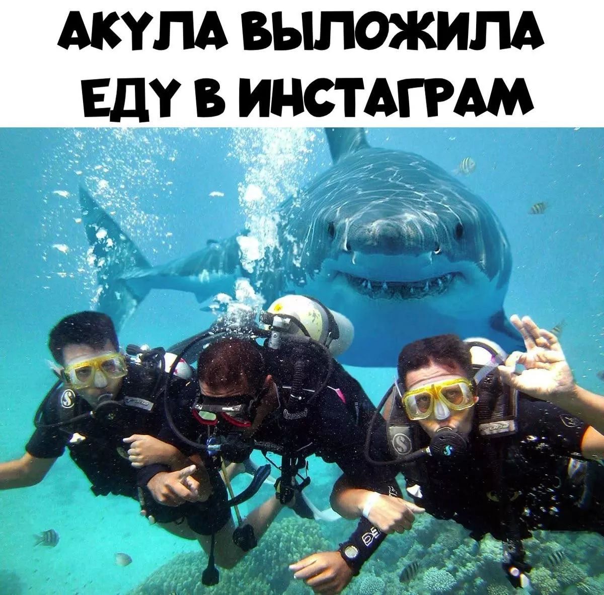 АКУЛА ВЫЛОЖИЛА ЕДУ В ИНСТАГРАМ