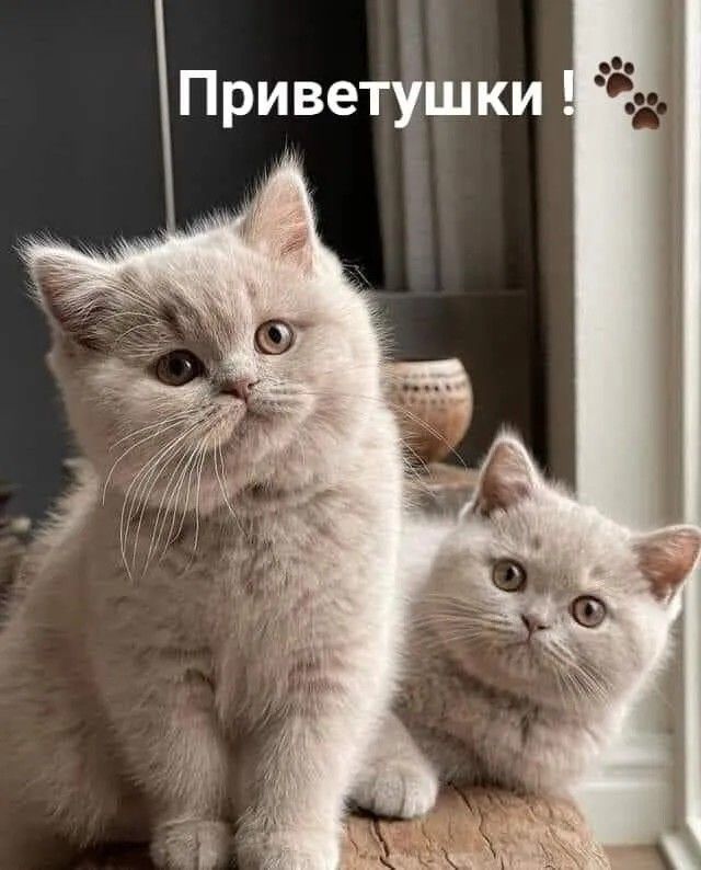 Приветушки!