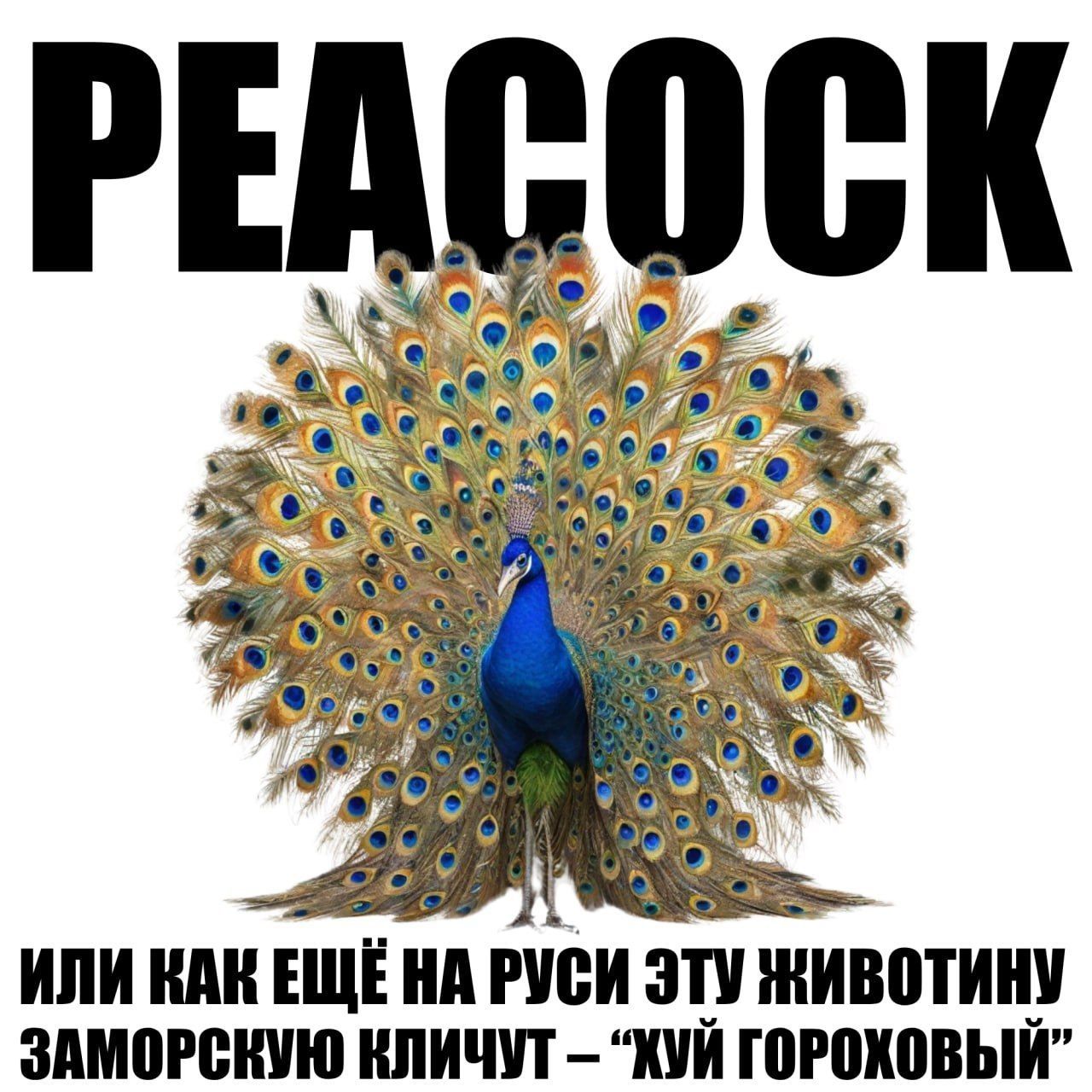 PEACOCK ИЛИ КАК ЕЩЁ НА РУСИ ЭТУ ЖИВОТИНУ ЗАМОРСКУЮ КЛИЧУТ – “ХУЙ ГОРОХОВЫЙ”