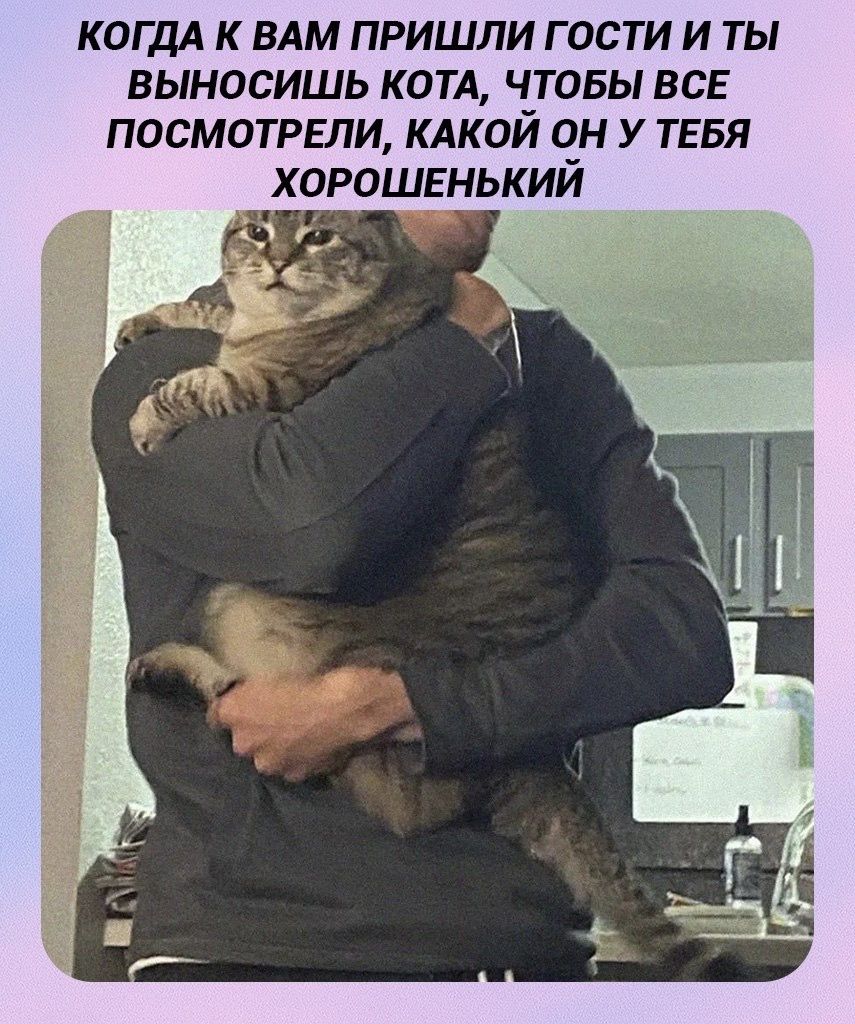 КОГДА К ВАМ ПРИШЛИ ГОСТИ И ТЫ ВЫНОСИШЬ КОТА, ЧТОБЫ ВСЕ ПОСМОТРЕЛИ, КАКОЙ ОН У ТЕБЯ ХОРОШЕНЬКИЙ