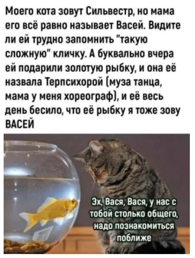 Моего кота зовут Сильвестр, но мама его всё равно называет Васей. Видите ли ей трудно запомнить 