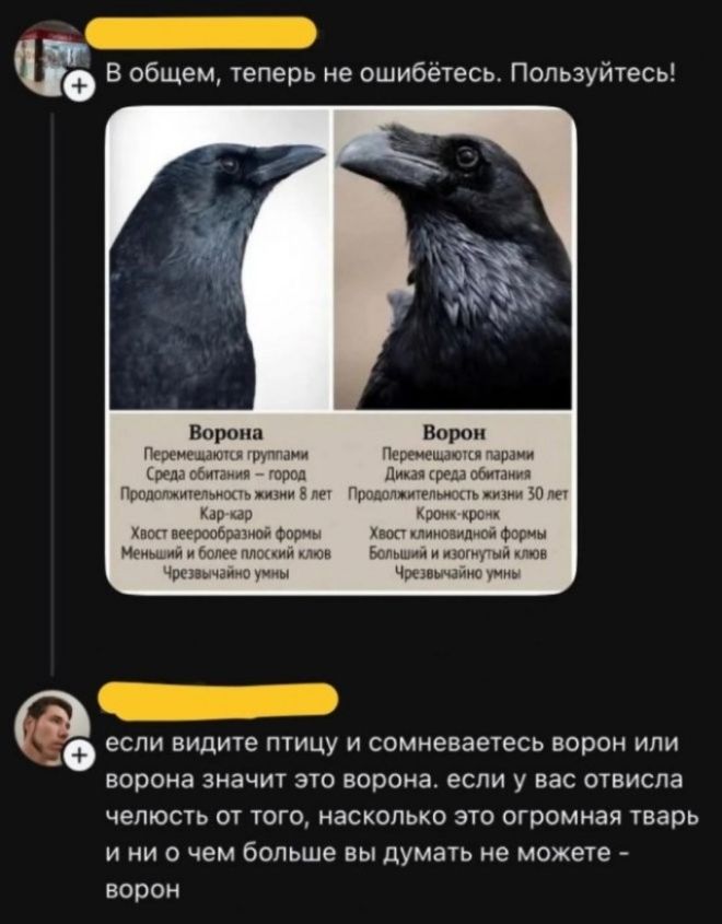 В общем, теперь не ошибётесь. Пользуйтесь! Ворона Перемещаются группами Среда обитания – город Продолжительность жизни 8 лет Кар-кар Хвост веерообразной формы Меньший и более плоский клюв Чрезвычайно умны Ворон Перемещаются парами Дикая среда обитания Продолжительность жизни 30 лет Кронк-кронк Хвост клиновидной формы Большой и изогнутый клюв