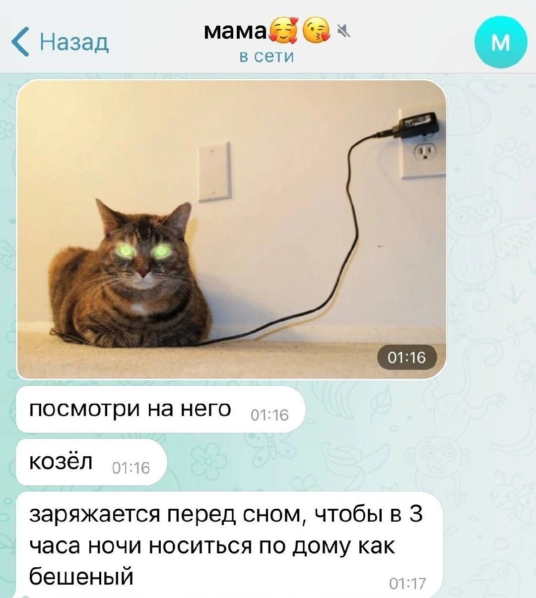 Назад мама в сети М 01:16 посмотри на него 01:16 козёл 01:16 заряжается перед сном, чтобы в 3 часа ночи носиться по дому как бешеный 01:17
