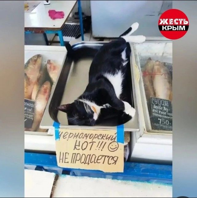 ЧЕРНОМОРСКИЙ КОТ!!! :) НЕ ПРОДАЕТСЯ. судак белое безкостное мясо 750. енга. ЖЕСТЬ КРЫМ