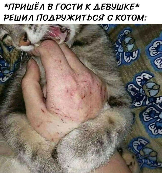 *ПРИШЁЛ В ГОСТИ К ДЕВУШКЕ* РЕШИЛ ПОДРУЖИТЬСЯ С КОТОМ: