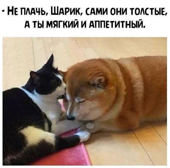 НЕ ПЛАЧЬ, ШАРИК, САМИ ОНИ ТОЛСТЫЕ, А ТЫ МЯГКИЙ И АППЕТИТНЫЙ.
