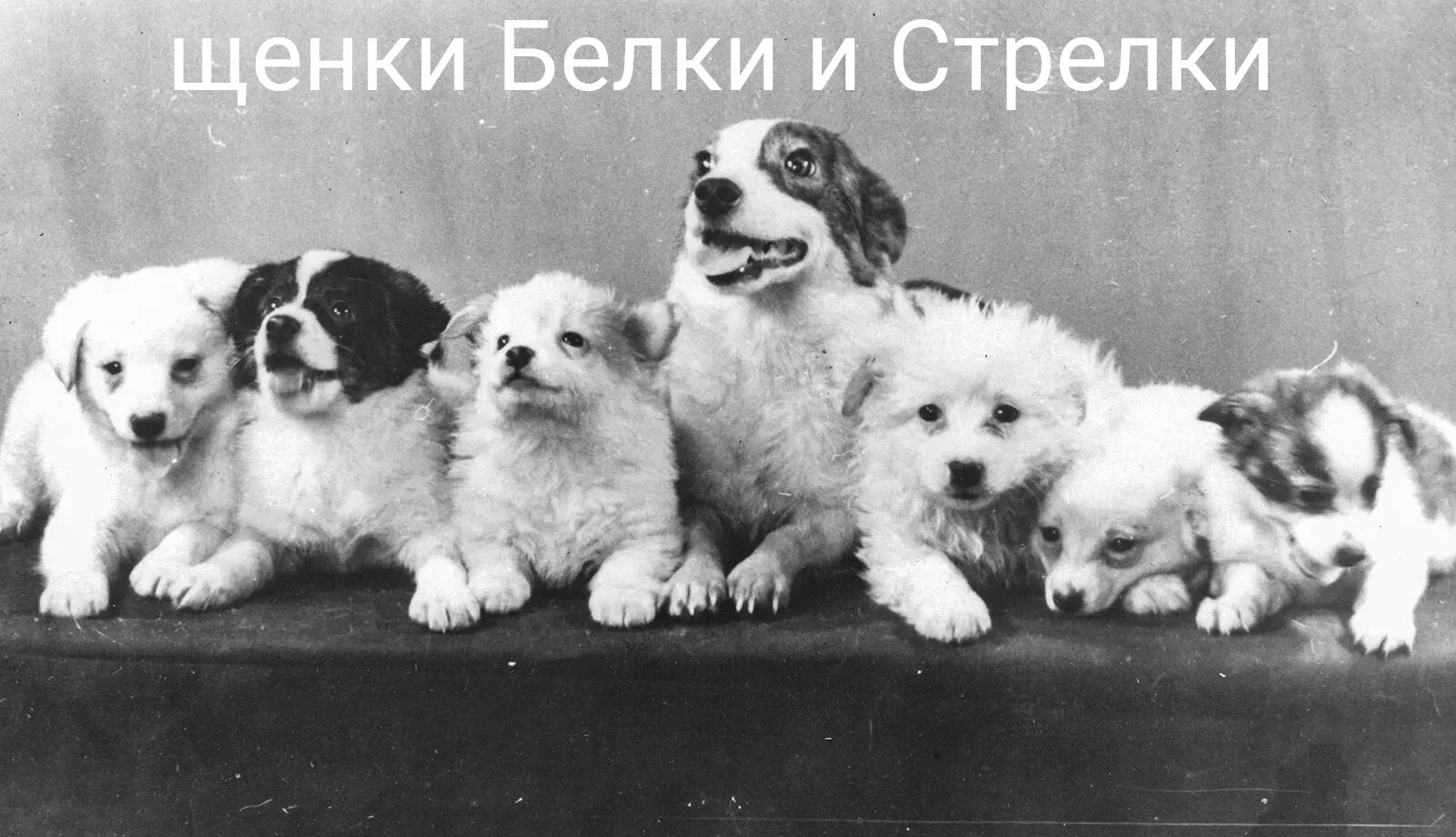 щенки Белки и Стрелки