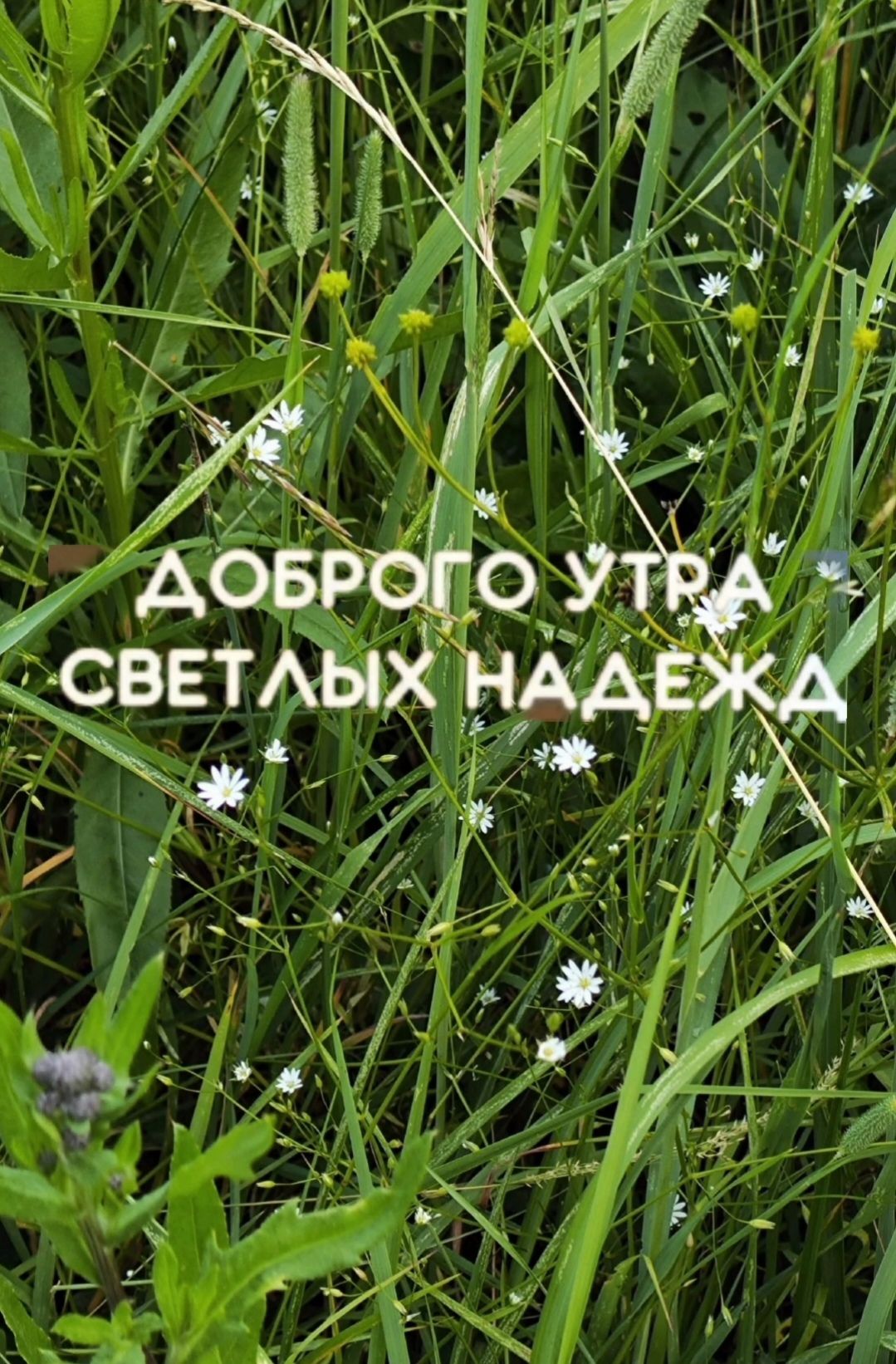 ДОБРОГО УТРА СВЕТЛЫХ НАДЕЖД