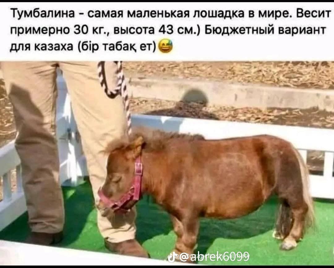 Тумбалина - самая маленькая лошадка в мире. Весит примерно 30 кг., высота 43 см.) Бюджетный вариант для казаха (бір табақ ет) 😉