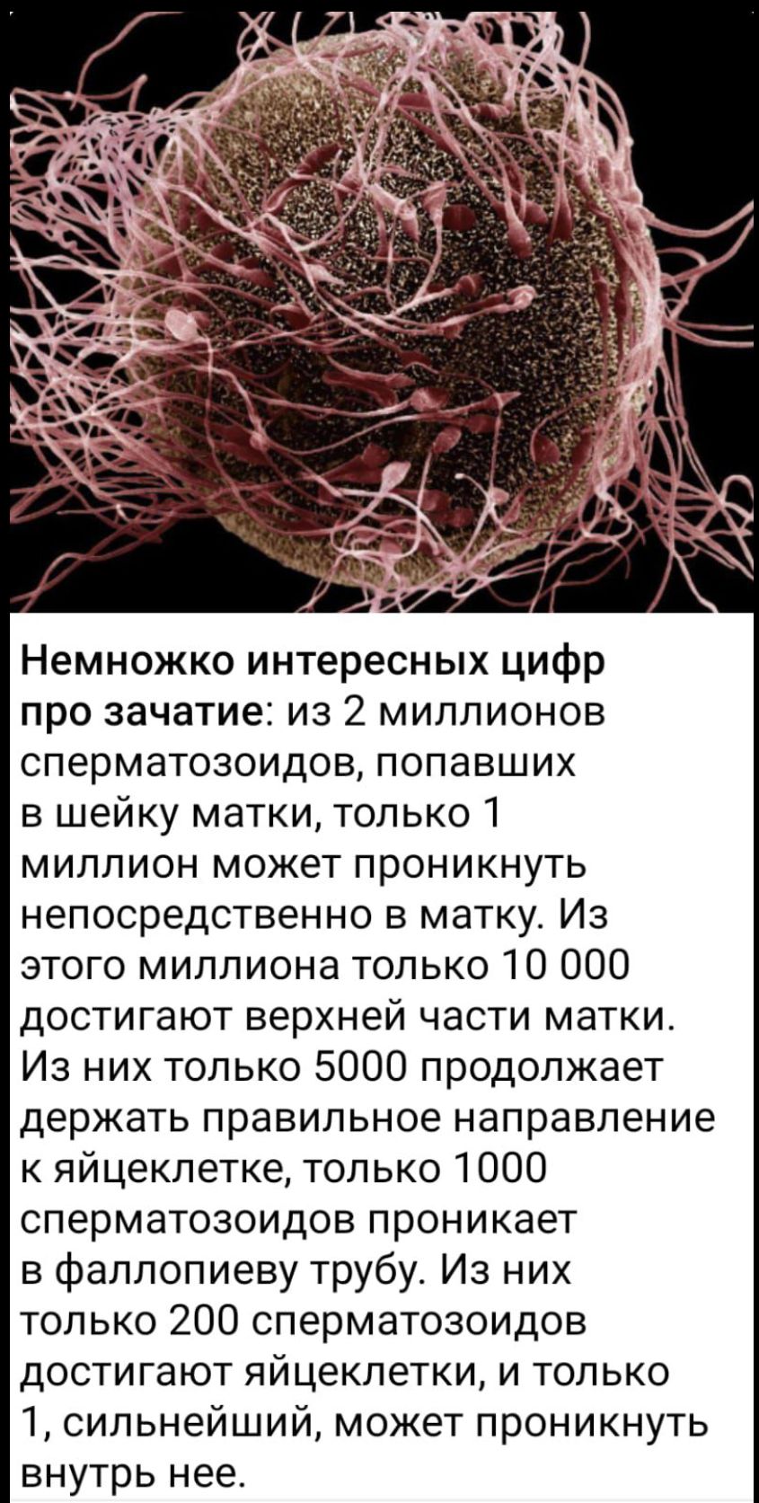 Немножко интересных цифр про зачатие: из 2 миллионов сперматозоидов, попавших в шейку матки, только 1 миллион может проникнуть непосредственно в матку. Из этого миллиона только 10 000 достигают верхней части матки. Из них только 5000 продолжает держать правильное направление к яйцеклетке, только 1000 сперматозоидов проникает в фаллопиеву трубу. Из
