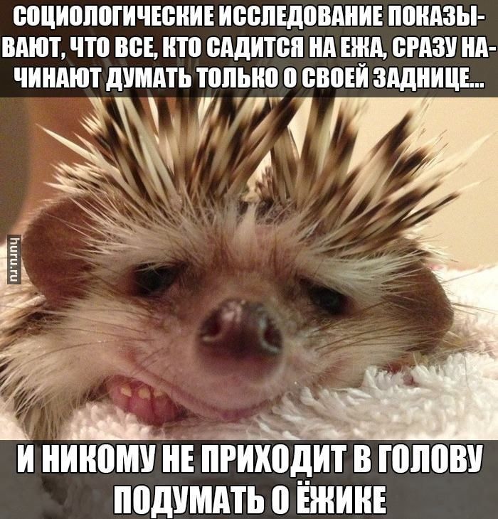СОЦИОЛОГИЧЕСКИЕ ИССЛЕДОВАНИЯ ПОКАЗЫВАЮТ, ЧТО ВСЕ, КТО САДИТСЯ НА ЕЖА, СРАЗУ НАЧИНАЮТ ДУМАТЬ ТОЛЬКО О СВОЕЙ ЗАДНИЦЕ... И НИКОМУ НЕ ПРИХОДИТ В ГОЛОВУ ПОДУМАТЬ О ЁЖИКЕ