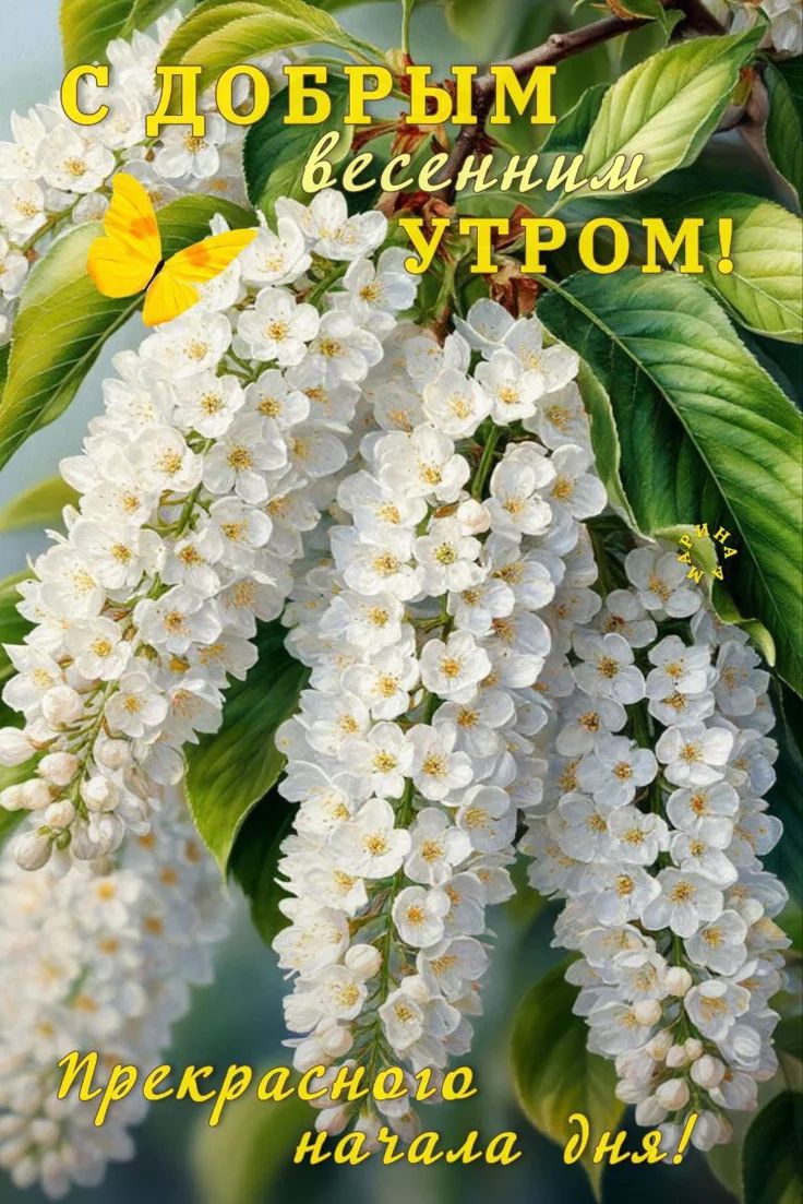 С ДОБРЫМ весенним УТРОМ! Прекрасного начала дня!