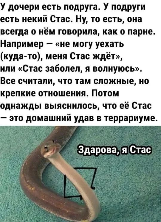 У дочери есть подруга. У подруги есть некий Стас. Ну, то есть, она всегда о нём говорила, как о парне. Например — «не могу уехать (куда-то), меня Стас ждёт», или «Стас заболел, я волнуюсь». Все считали, что там сложные, но крепкие отношения. Потом однажды выяснилось, что её Стас — это домашний удав в террариуме. Здарова, я Стас