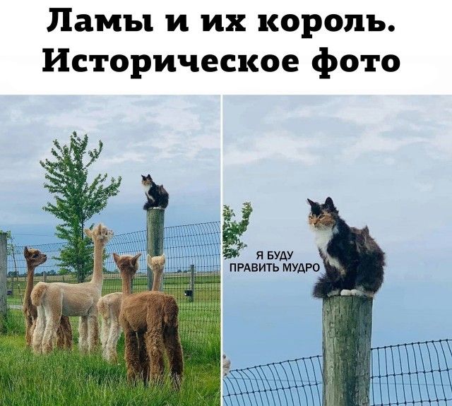 Ламы и их король. Историческое фото. Я буду править мудро