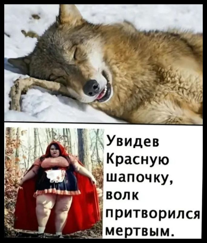 Увидев Красную шапочку, волк притворился мертвым.