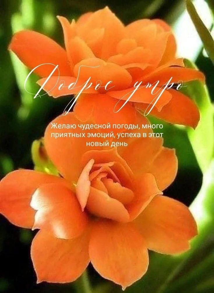 Доброе утро. Желаю чудесной погоды, много приятных эмоций, успеха в этот новый день.
