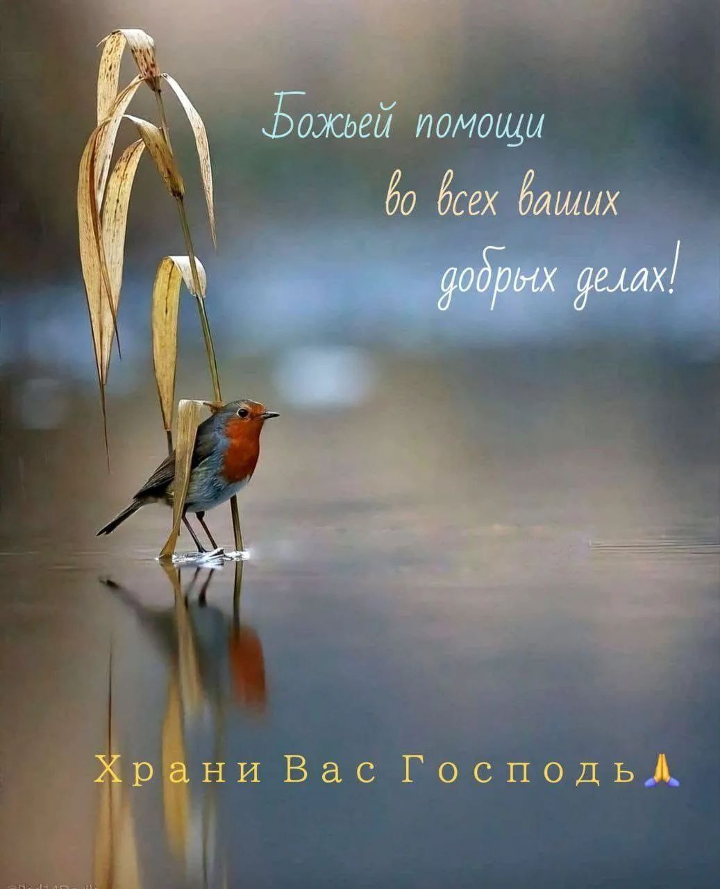 Божьей помощи во всех ваших добрых делах! Храни Вас Господь