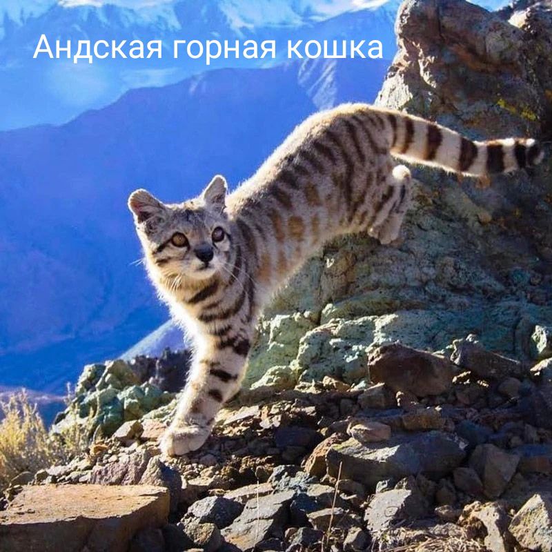 Андская горная кошка