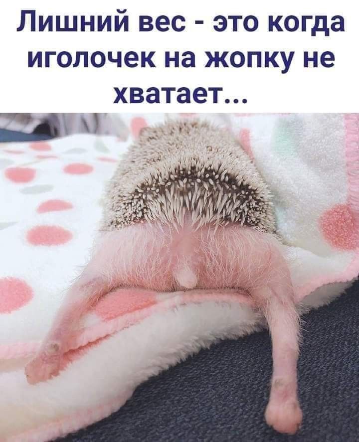 Лишний вес - это когда иголочек на попку не хватает...