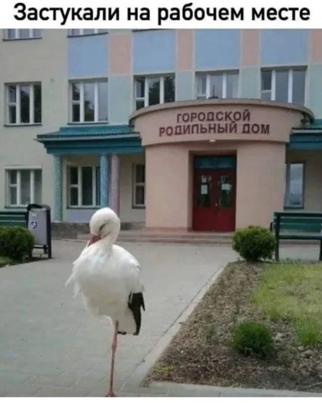 Застукали на рабочем месте. Городской родильный дом.