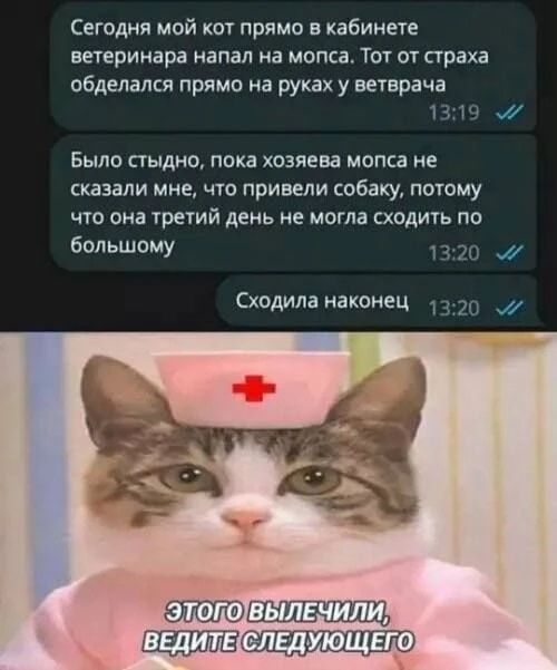 Сегодня мой кот прямо в кабинете ветеринара напал на мопса. Тот от страха обделался прямо на руках у ветврача. Было стыдно, пока хозяева мопса не сказали мне, что привели собаку, потому что она третий день не могла сходить по большому. Сходила наконец. ЭТОГО ВЫЛЕЧИЛИ, ВЕДИТЕ СЛЕДУЮЩЕГО
