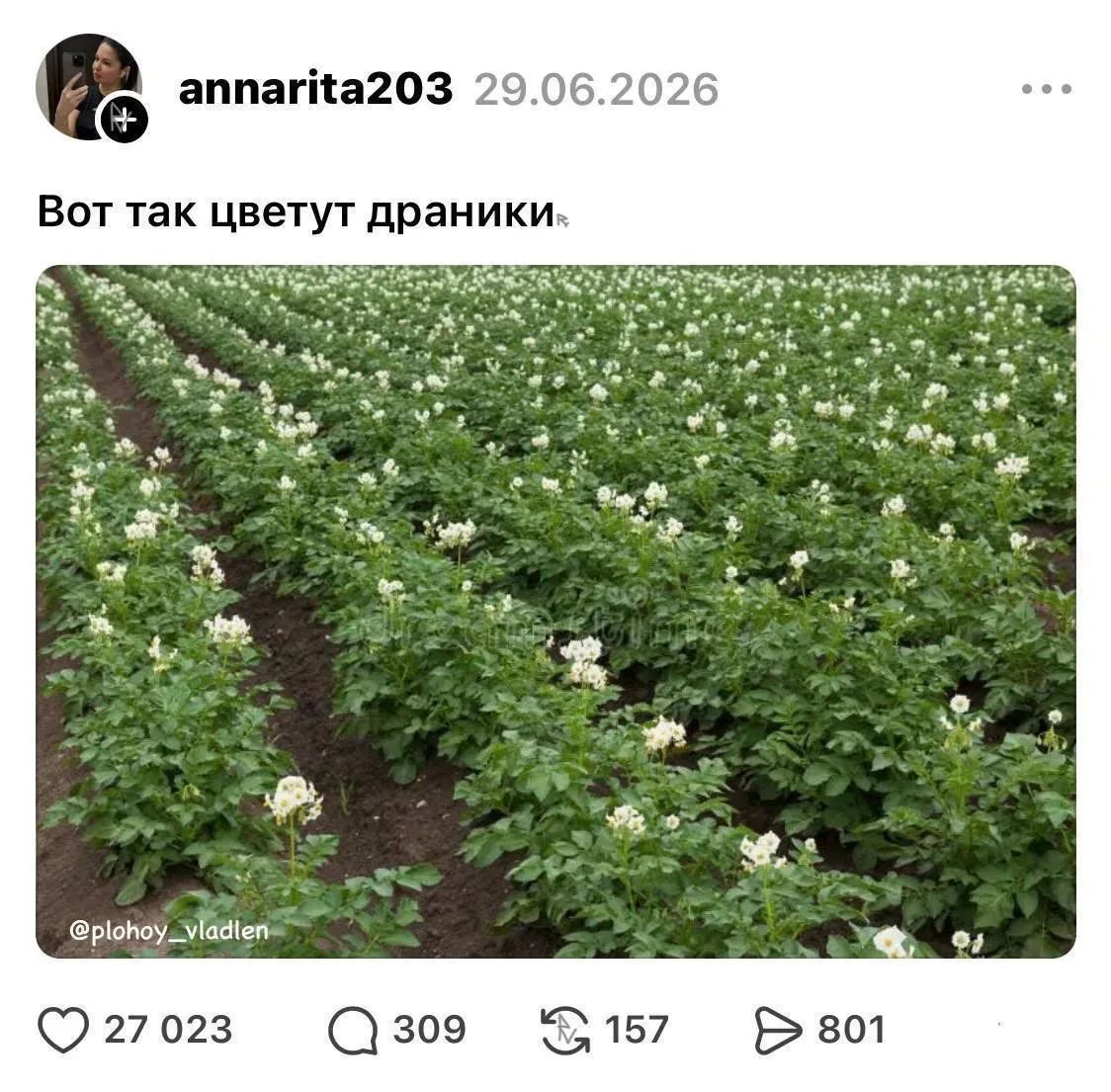 annarita203 29.06.2026 Вот так цветут драники