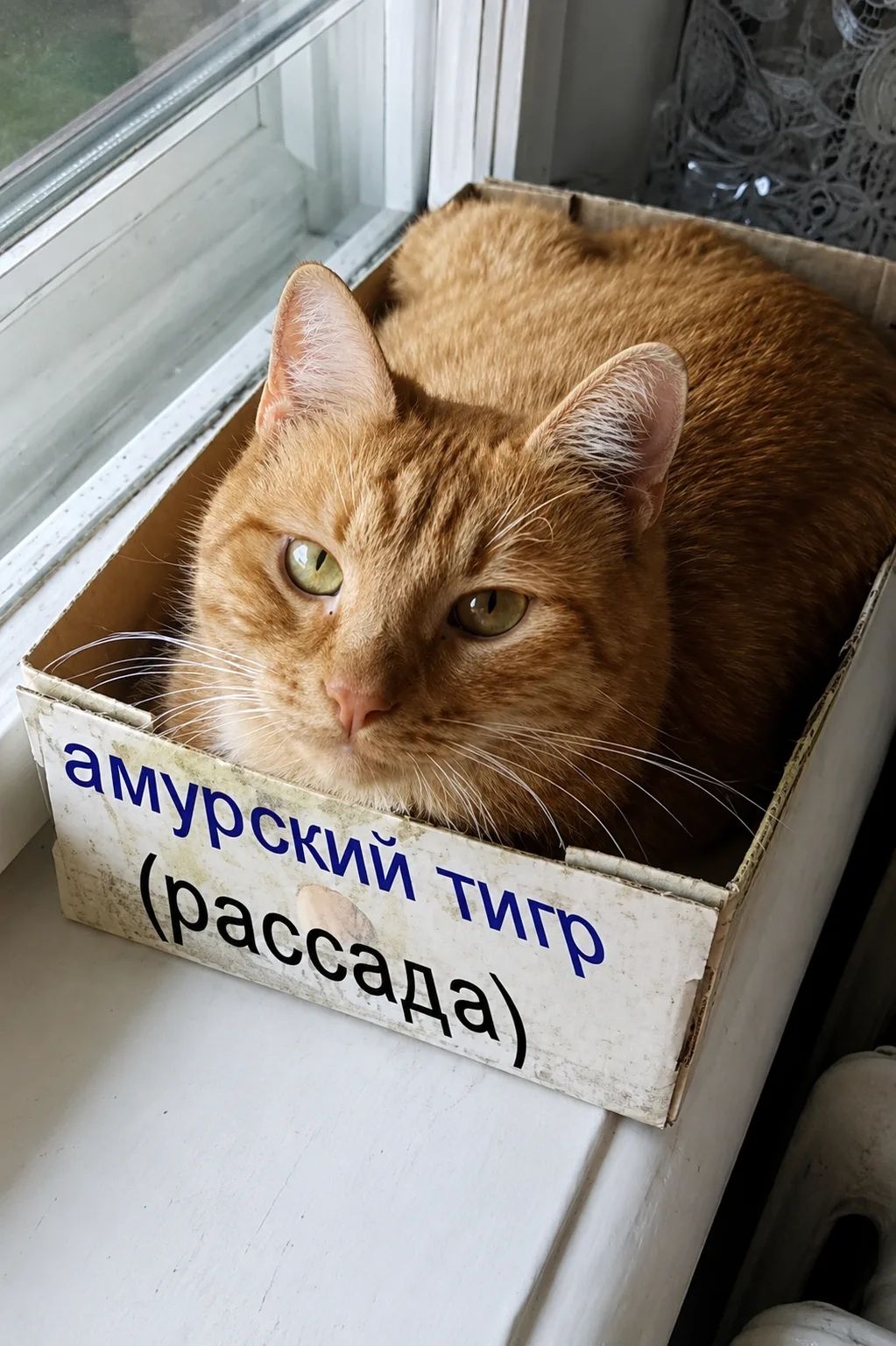 амурский тигр (рассада). Рыжий кот сидит в картонной коробке на подоконнике.