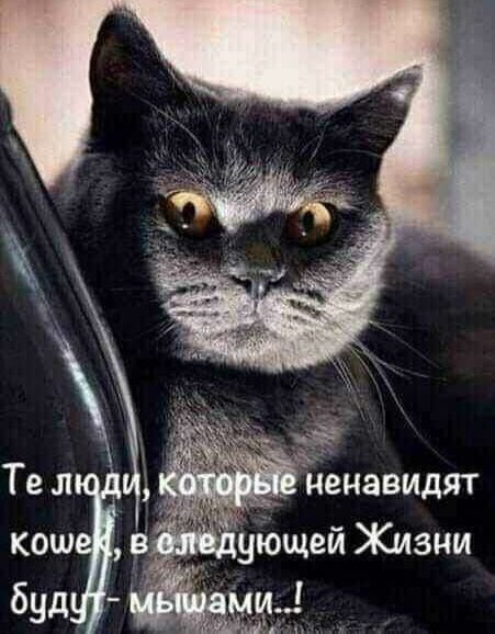 Те люди, которые ненавидят кошек, в следующей Жизни будут- мышами..!