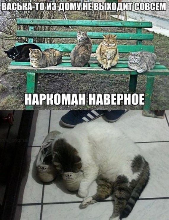 ВАСЬКА-ТО ИЗ ДОМУ НЕ ВЫХОДИТ СОВСЕМ НАРКОМАН НАВЕРНОЕ. На верхней части изображения несколько котов сидят на зеленой скамейке на улице. На нижней части кот спит на полу, прижавшись к кроссовкам.
