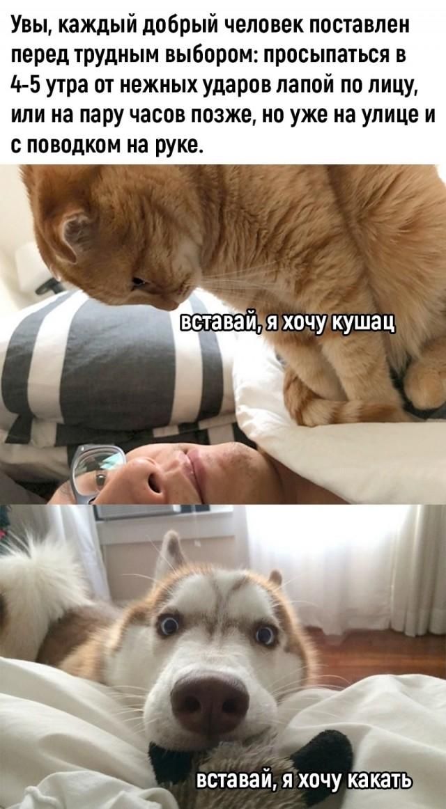 Увы, каждый добрый человек поставлен перед трудным выбором: просыпаться в 4-5 утра от нежных ударов лапой по лицу, или на пару часов позже, но уже на улице и с поводком на руке. вставай, я хочу кушац вставай, я хочу какать