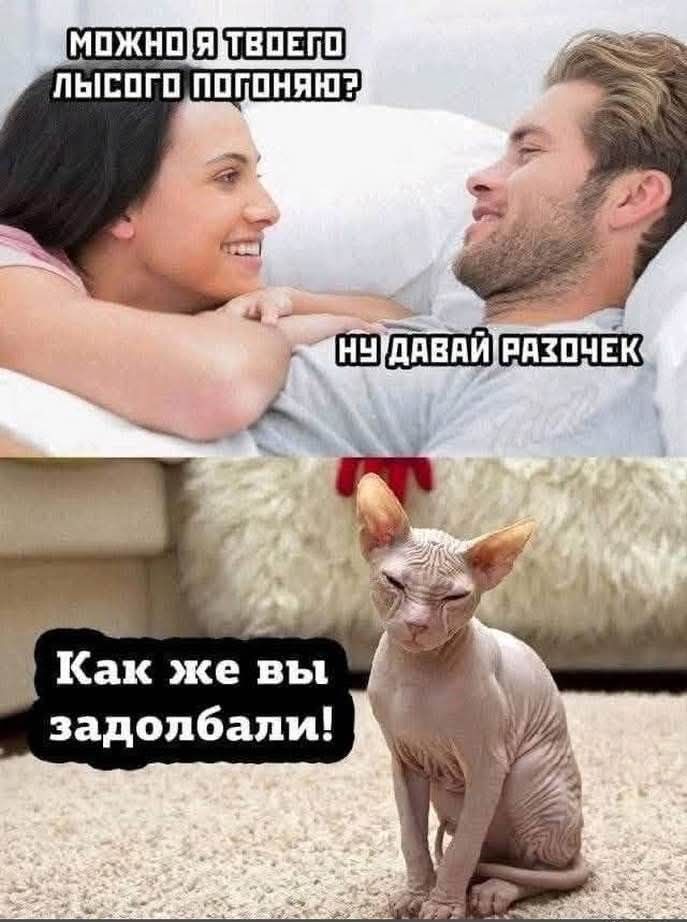 МОЖНО Я ТВОЕГО ЛЫСОГО ПОГОНЯЮ? НУ ДАВАЙ РАЗОЧЕК Как же вы задолбали!