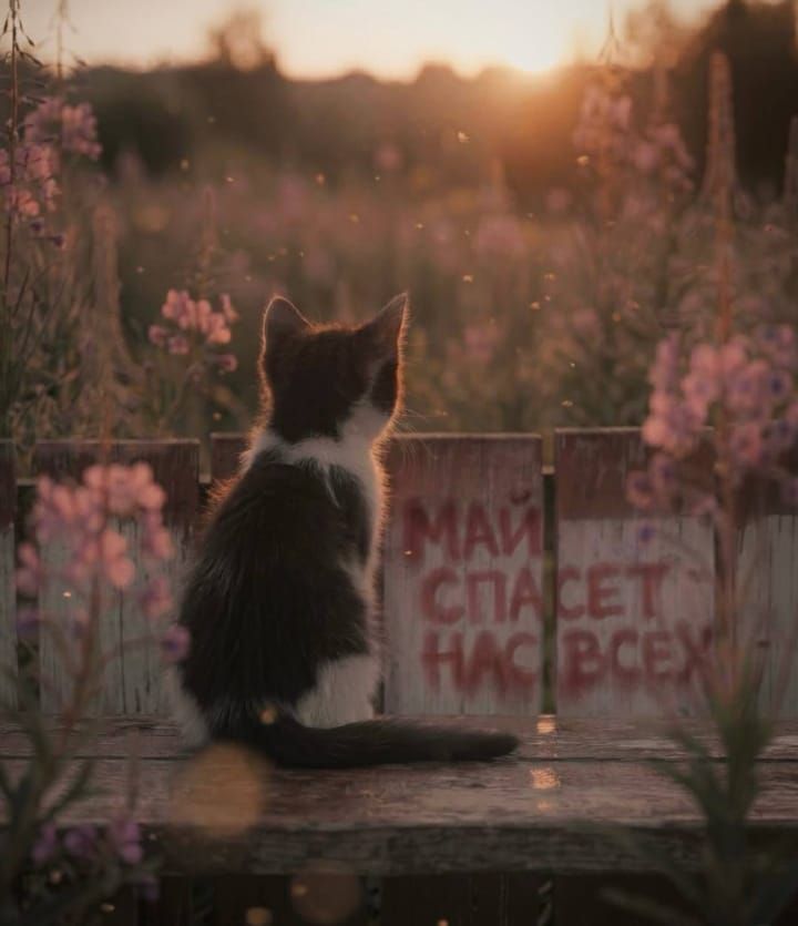 Маленький черно-белый котенок сидит спиной к зрителю на деревянной скамейке, глядя на закат или рассвет над полем с розовыми цветами. На заборе позади него красной краской написано: «МАЙ СПАСЕТ НАС ВСЕХ».