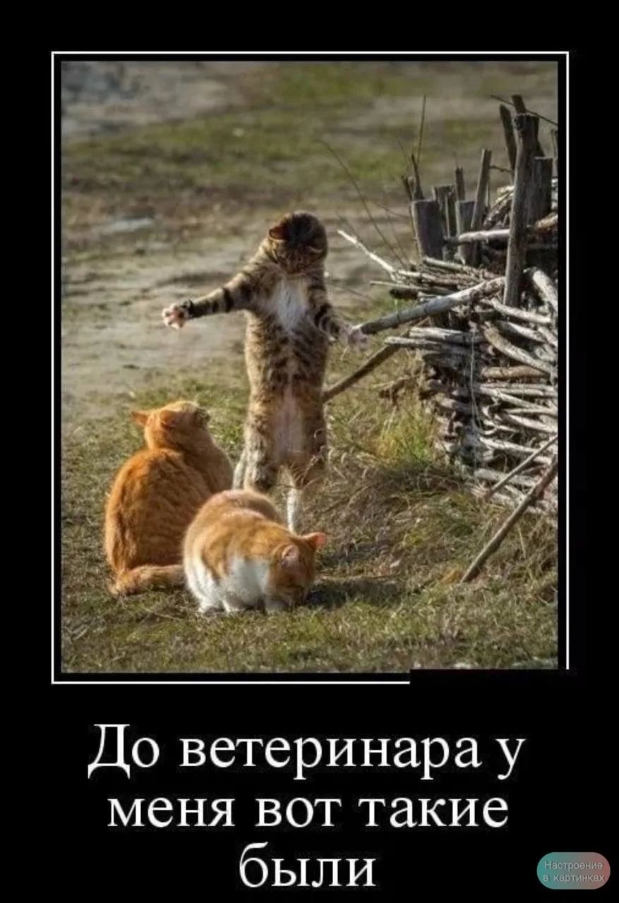 До ветеринара у меня вот такие были