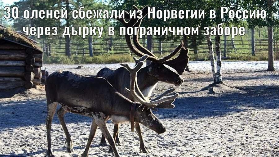 30 оленей сбежали из Норвегии в Россию через дырку в пограничном заборе