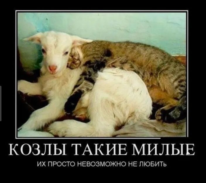 КОЗЛЫ ТАКИЕ МИЛЫЕ ИХ ПРОСТО НЕВОЗМОЖНО НЕ ЛЮБИТЬ