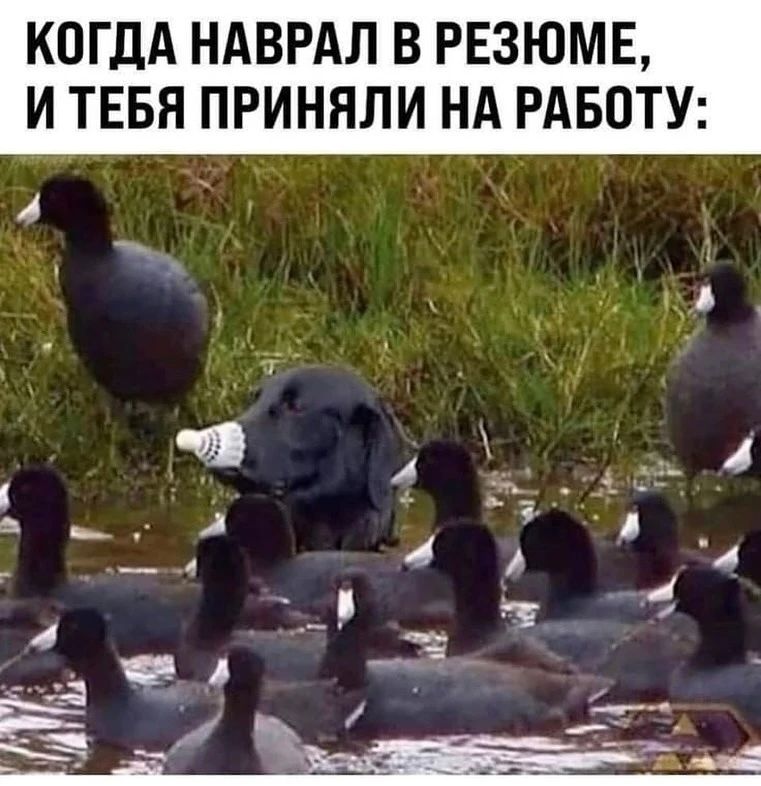 КОГДА НАВРАЛ В РЕЗЮМЕ, И ТЕБЯ ПРИНЯЛИ НА РАБОТУ: