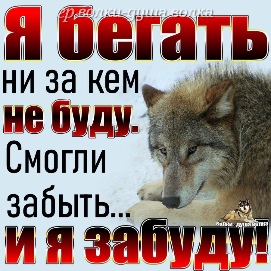 Я бегать ни за кем не буду. Смогли забыть... И я забуду! волки-душа волка