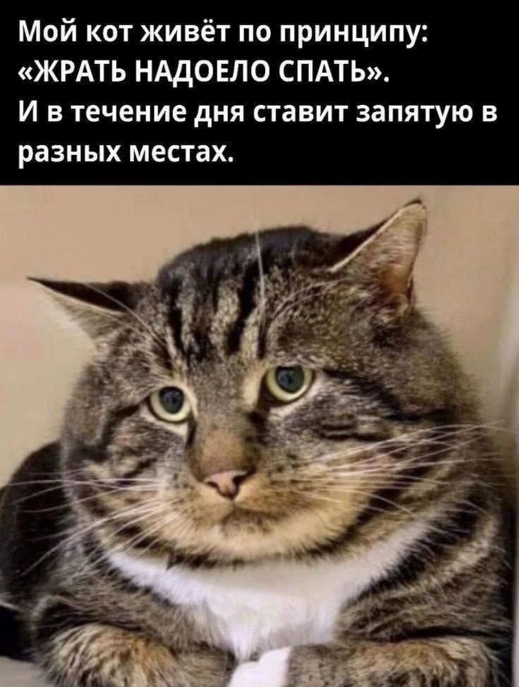 Мой кот живёт по принципу: «ЖРАТЬ НАДОЕЛО СПАТЬ». И в течение дня ставит запятую в разных местах.
